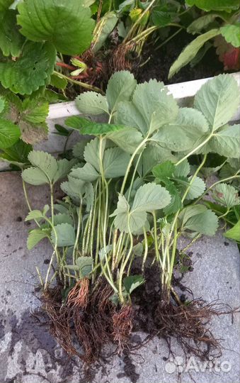 Рассада клубники