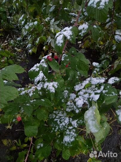 Саженцы ремонтантной малины, цветы