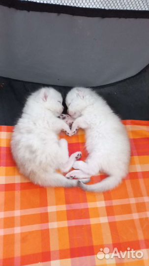 Шотландские котята