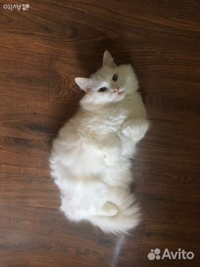 Отдам бесплатно