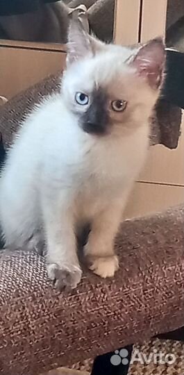 Кошки в добрые руки бесплатно