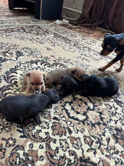 Щенки тойтерьера