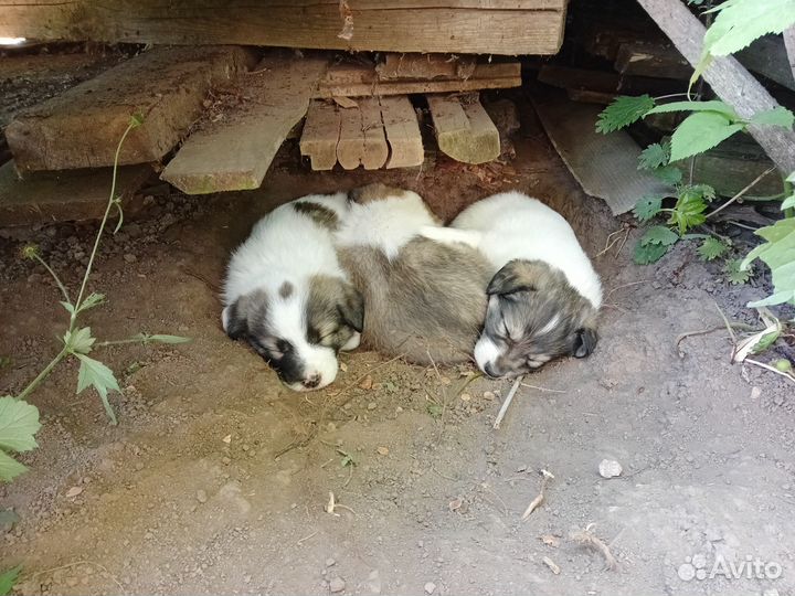 Красивые щенки