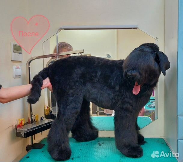 Стрижка собак и кошек, Зоосалон, Груминг