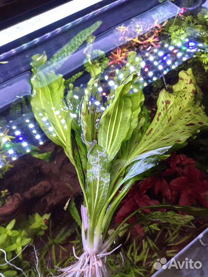 Эхинодорус