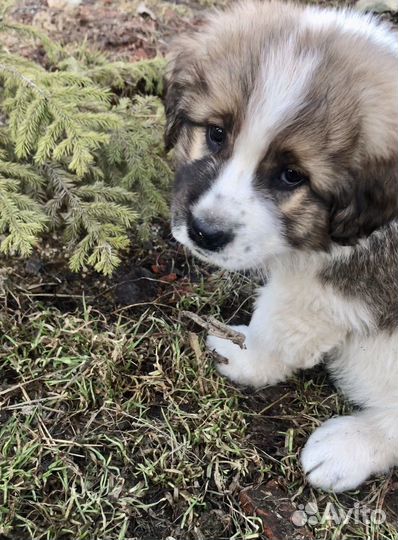 Щенки московской сторожевой