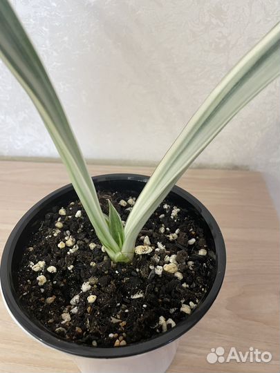 Сансивиерия Металика