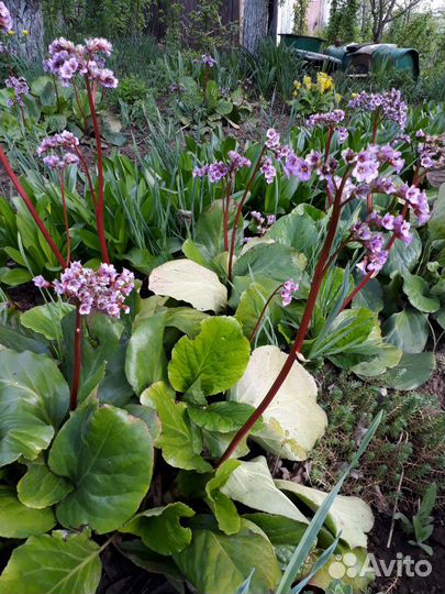 Саженцы цветов