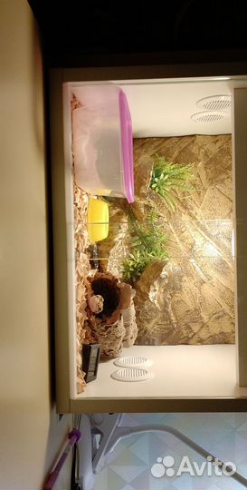 Террариум для эублефара