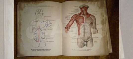 Анатомия синельникова 1 том. Синельников атлас анатомии. Сивельникова анатомический атлас. Атлас по пластической анатомии Синельникова. Атлас анатомии человека Синельников 1 том.