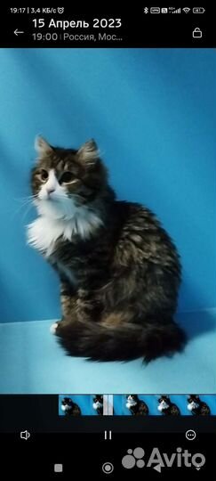 Кошка в дар