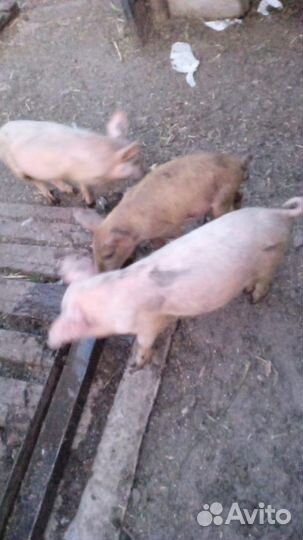 Поросята