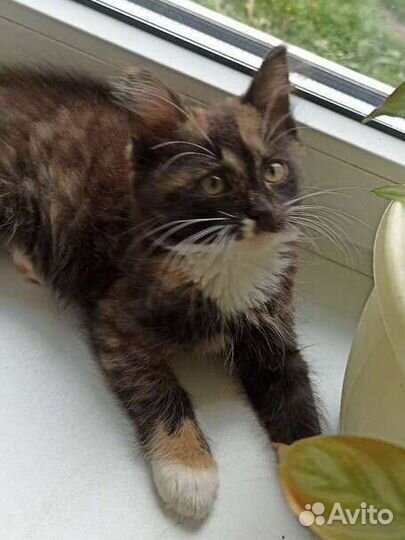 Трехцветная кошечка