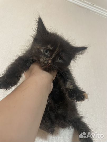 Котята мейн-кун