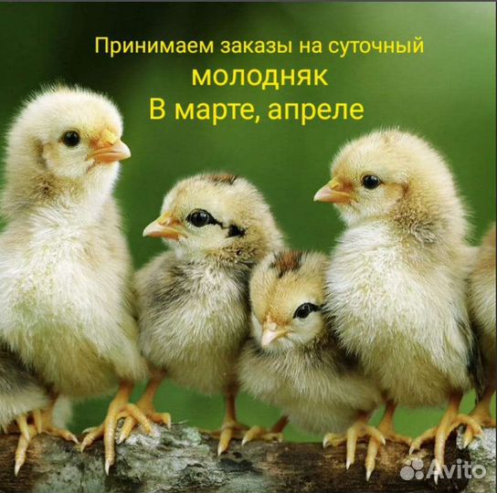 Цыплята бройлеры кобб 500