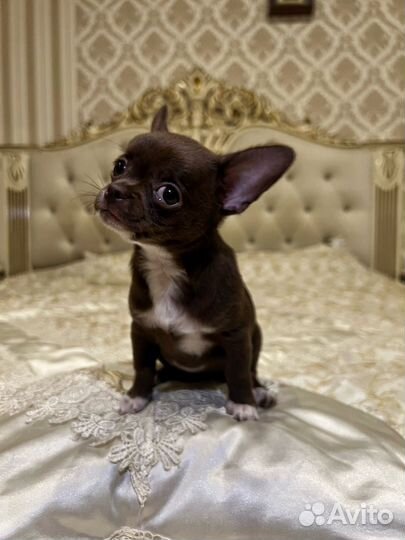 Щенки чихуахуа мини девочки