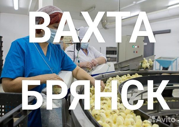 Оператор линии на птицефабрику/Вахта