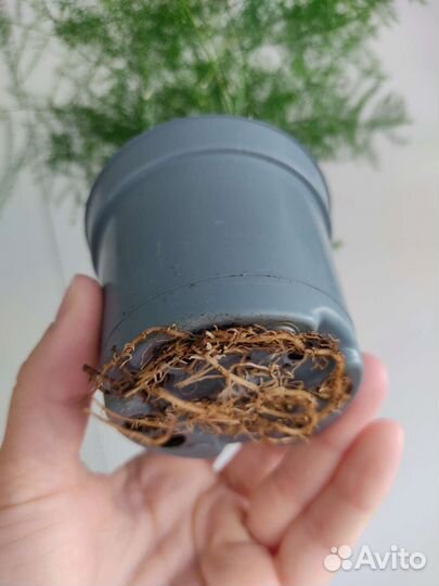 Аспарагус Сетациус