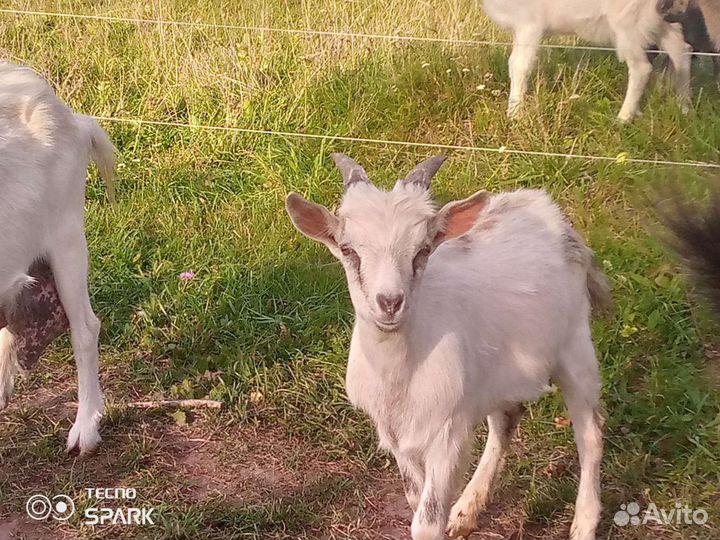 Козлята