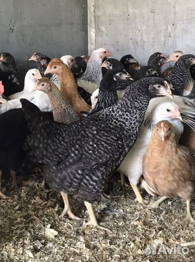 Куры молодки Доминант