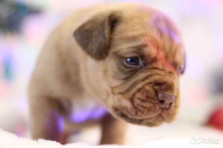 Французский мастиф