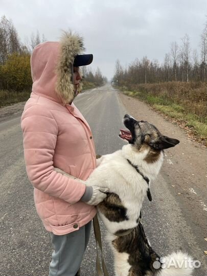 Статный добрый бывшедомашний пёс