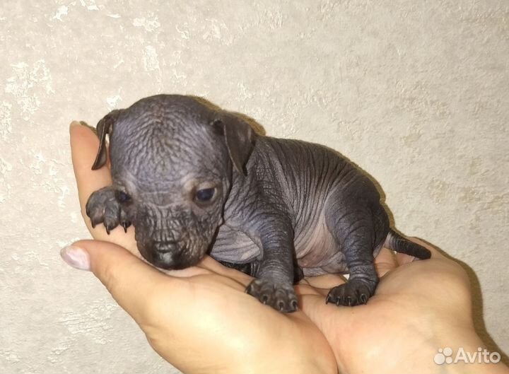 Ксолоитцкуинтли микроб