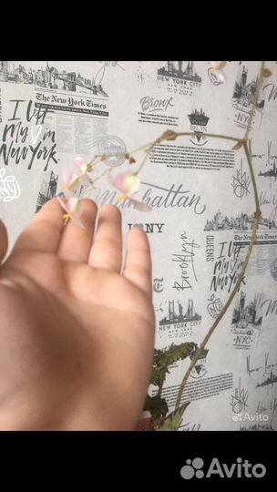 Бегония тигровая