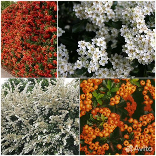 Пираканта Orange Glow (Орандж Глоу)