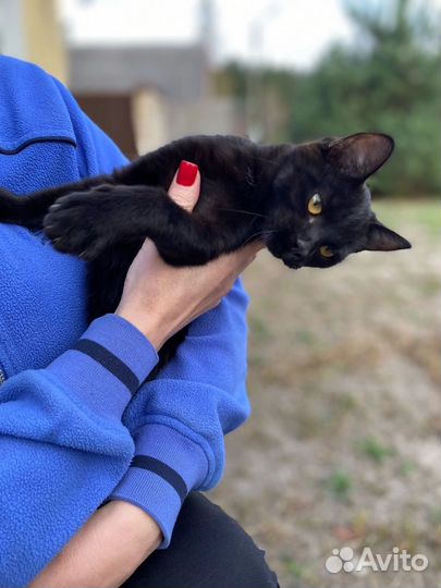 Котенок В добрые руки