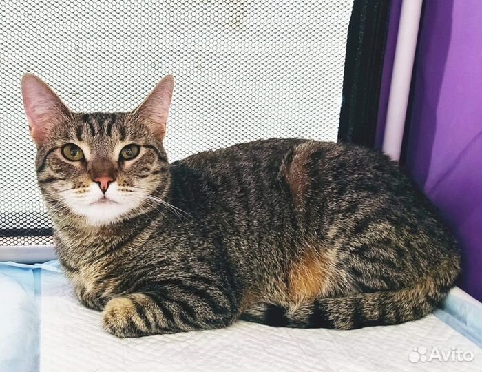 Кошечку оставили в подъезде.1.5 года