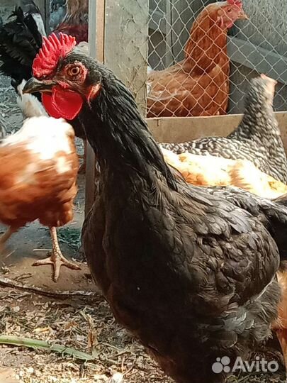 Молодые петухи, домашние куриные яйца