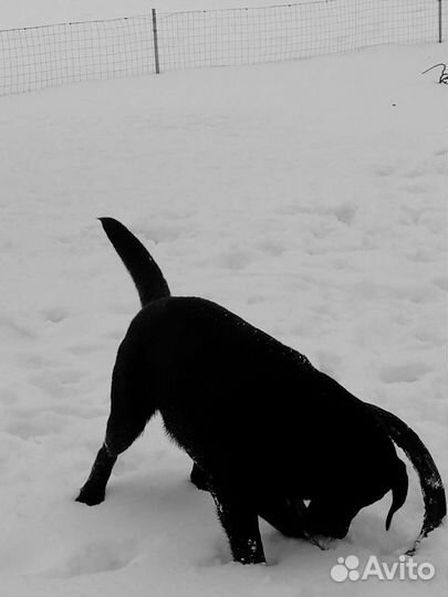 Лабрадор для вязки