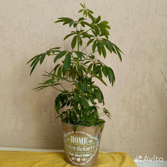 Комнатные цветы шефлера