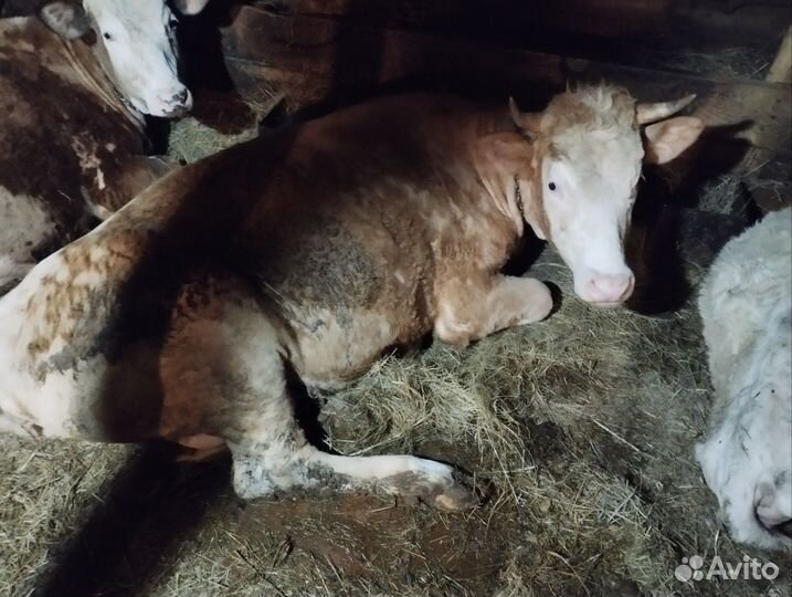 Телка 2 года