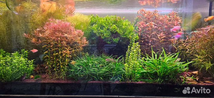 Аквариумные растения