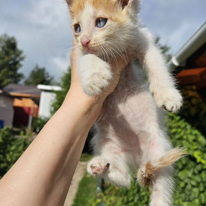 Котенок бело-рыжий с голубыми глазами