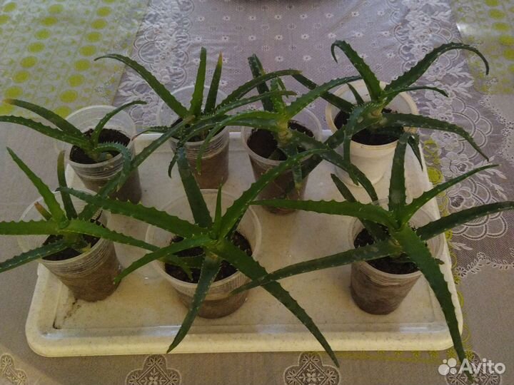 Комнатные цветы алоэ,отличные саженцы