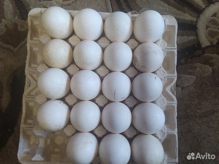 Яйцо инкубационное гусиное Линда