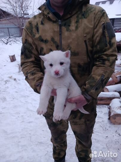 Щенки западно сибирской лайки