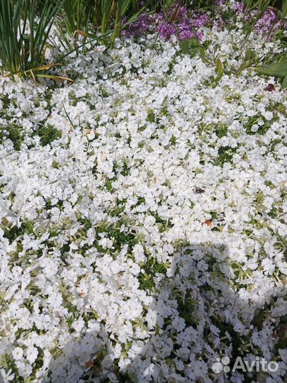 Флокс шиловидный, примула, гвоздичка