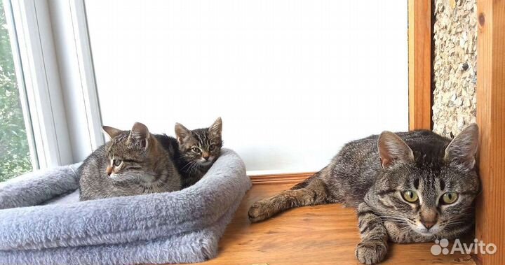 Шотландская кошка метис в добрые руки