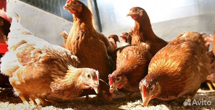 Куры-несушки