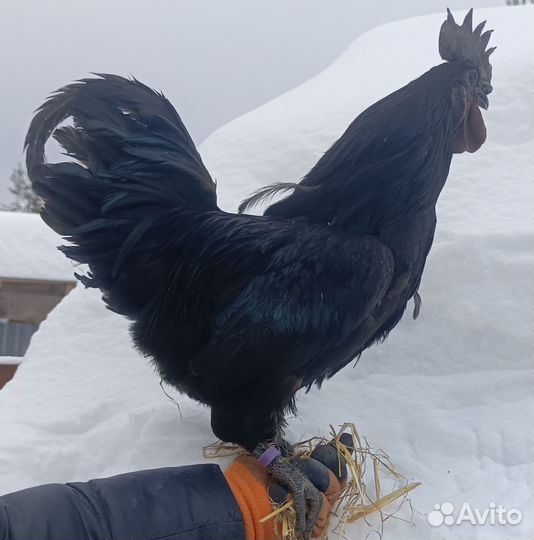 Продам петушков