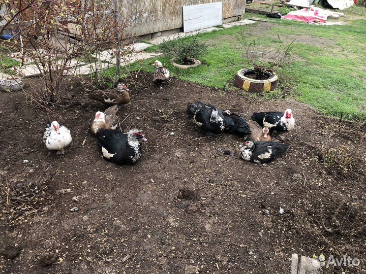 Утиные яйца