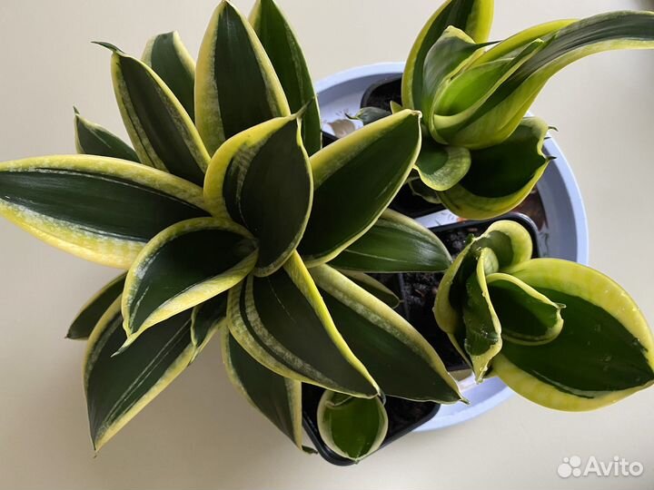 Сансевиерия низкий сорт