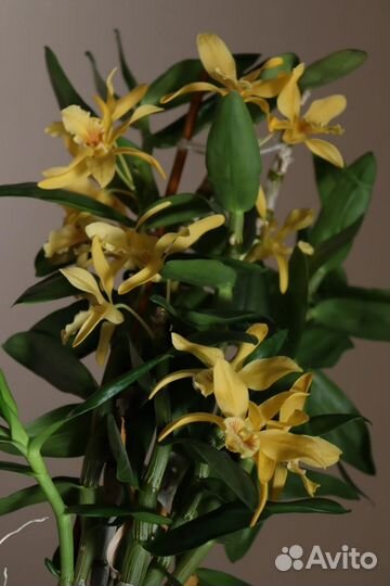 Орхидея Дендробиум stardust