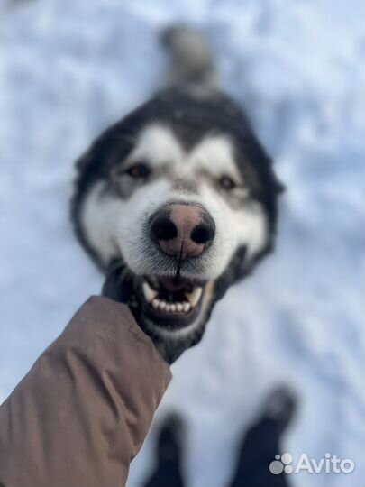 Аляскинский маламут