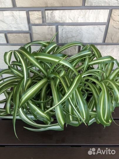 Хлорофитум сорт “Curty Locks”