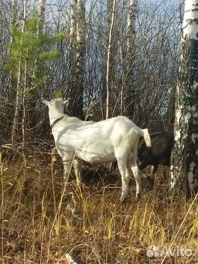 Козел и козы